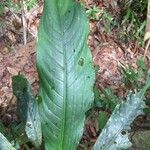 Dieffenbachia paludicola Liść