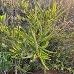 Trichodesma marsabiticum Leaf