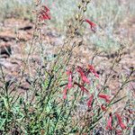 Penstemon rostriflorus