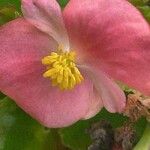 Begonia cucullata Blüte