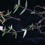 Osbeckia nutans 整株植物