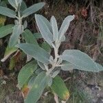 Phlomis purpureaBlad