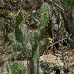 Opuntia polyacantha Leaf