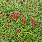 Acalypha herzogiana Květ