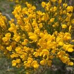 Cytisus oromediterraneusKvět