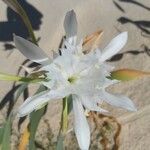 Pancratium maritimum Λουλούδι