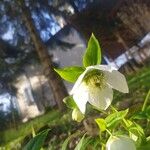 Helleborus viridisFlower