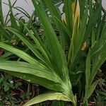 Chasmanthe aethiopica Leaf