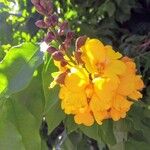 Cenostigma tocantinum പുഷ്പം