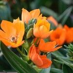 Ornithogalum dubium Costuma