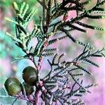 Juniperus phoenicea Ліст