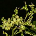Tournefortia bicolor Fruto