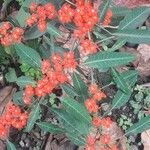 Euphorbia fulgens Floare