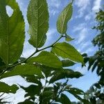 Celtis iguanaea List