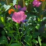 Malva trimestris Blomst