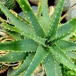 Aloe humilis Hoja