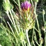 Carduus acicularis Flower