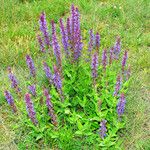 Salvia nemorosa Hábito