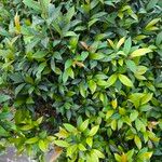 Syzygium myrtifolium Hoja