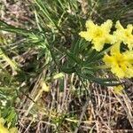 Lithospermum incisum Blatt