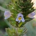 Euphrasia pectinata ফুল