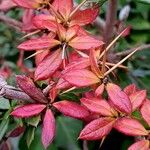 Berberis gagnepainii Blad