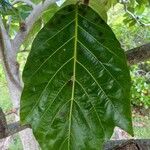 Artocarpus altilis 葉
