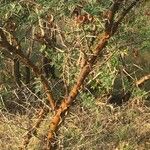 Vachellia exuvialis Habit