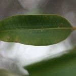 Agarista salicifolia Hoja