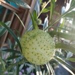 Gomphocarpus physocarpus Frukt