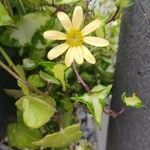 Senecio macroglossus Bloem