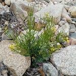 Barbarea rupicola Hábito
