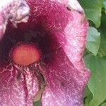 Aristolochia littoralis Fula