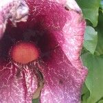 Aristolochia littoralis Flower