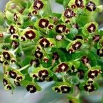 Euphorbia characias Hàbitat