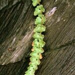 Woodsia alpina Drugo