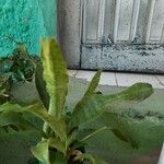 Sansevieria aethiopica Leaf