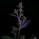 Strobilanthes tomentosa Агульны выгляд