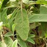 Salvia candelabrum Blad