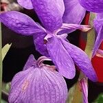 Vanda coerulea Λουλούδι