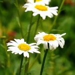 Leucanthemum ircutianum Outro