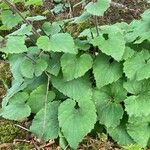 Campanula alliariifolia Blad