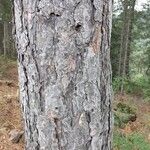 Pinus pinaster Coajă