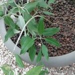 Salvia discolor Leaf