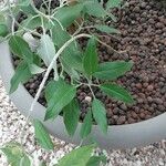 Salvia discolor Feuille