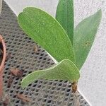 Dendrobium × delicatum Leaf