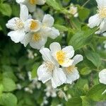 Philadelphus lewisii Frunză