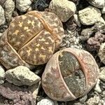 Lithops dorotheae Folha