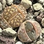 Lithops dorotheae Blatt