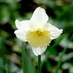 Narcissus × incomparabilis